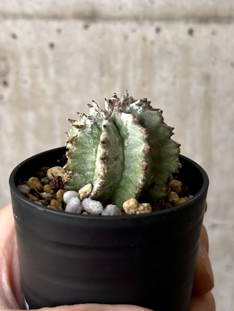 【現品限り】ユーフォルビア・ホリダ・アルバ【W37】 Euphorbia horrida Alba