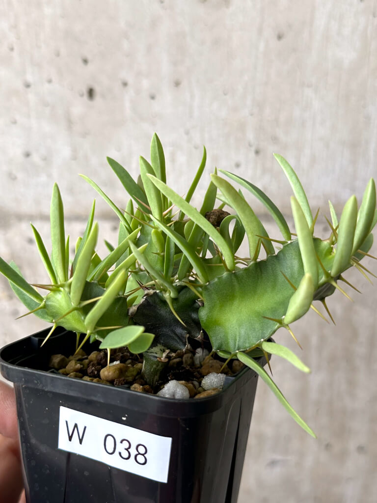 【現品限り】ユーフォルビア・ムランジーナ 実生【W38】 Euphorbia mlanjeana