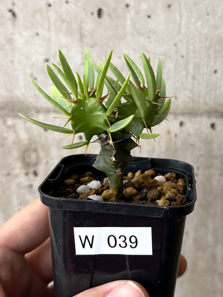 現品限り】ユーフォルビア・ムランジーナ 実生【W39】 Euphorbia