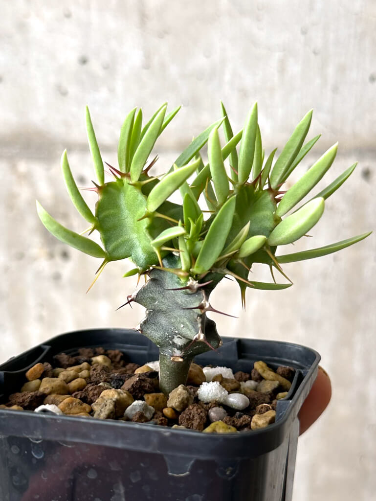 【現品限り】ユーフォルビア・ムランジーナ 実生【W39】 Euphorbia mlanjeana