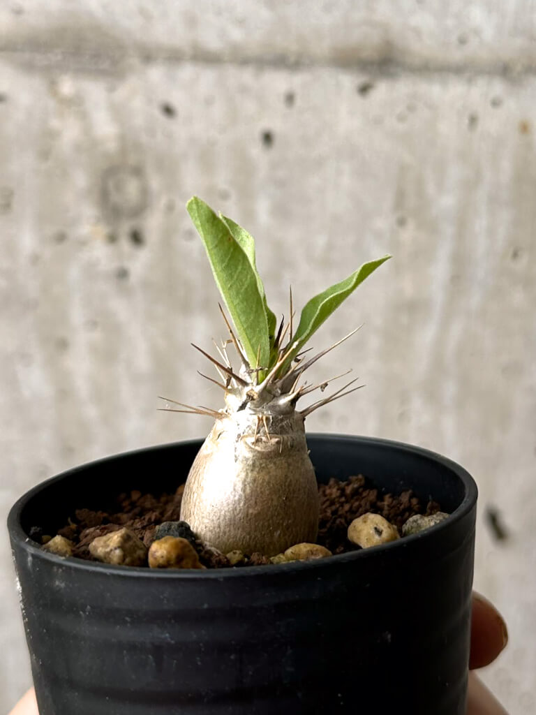 【現品限り】パキポディウム・レアリー【W3】 Pachypodium lealii