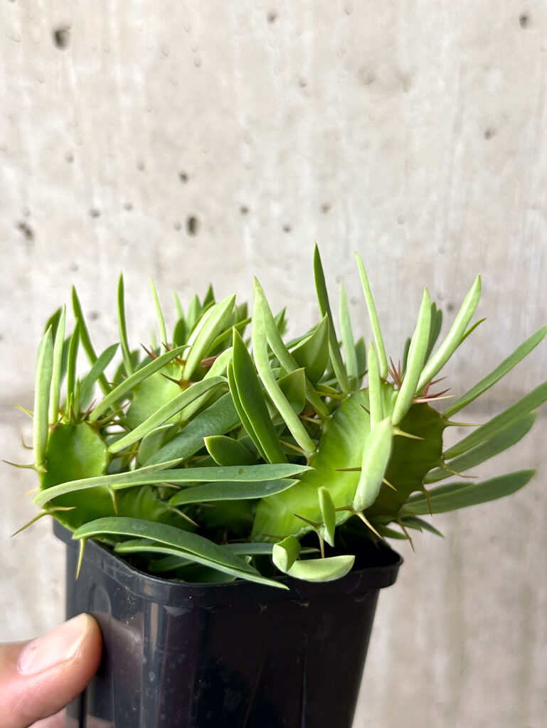【現品限り】ユーフォルビア・ムランジーナ 実生【W40】 Euphorbia mlanjeana
