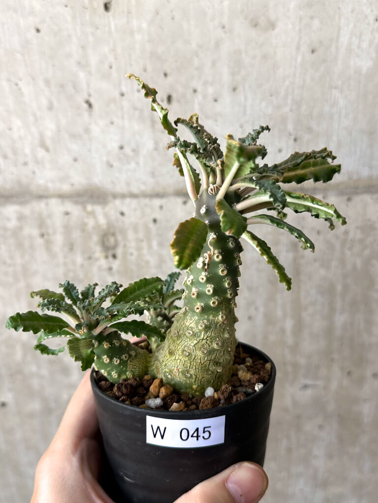 現品限り】ドルステニア・ラブラニー【W45】 Dorstenia lavrani 塊根
