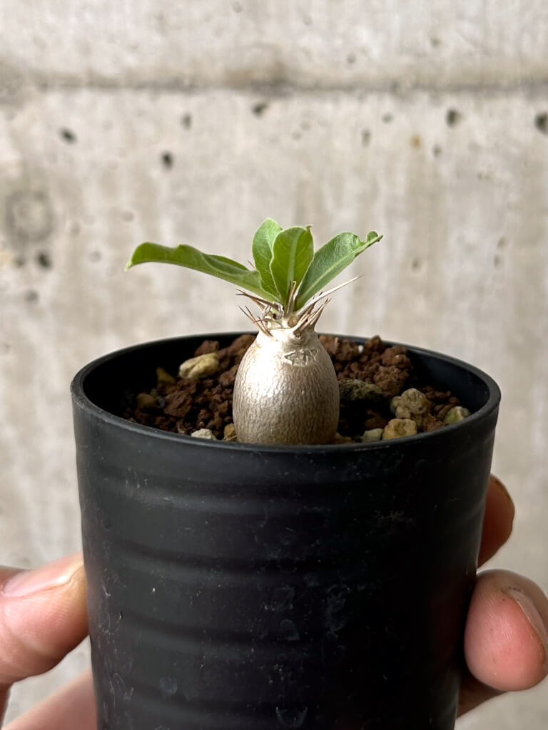 【現品限り】パキポディウム・レアリー【W4】 Pachypodium lealii