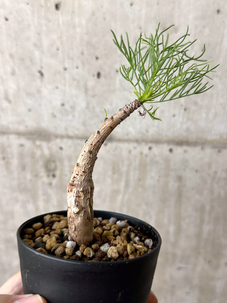 【現品限り】コミフォラ・クラウセリアーナ【W52】 Commiphora kraeuseliana