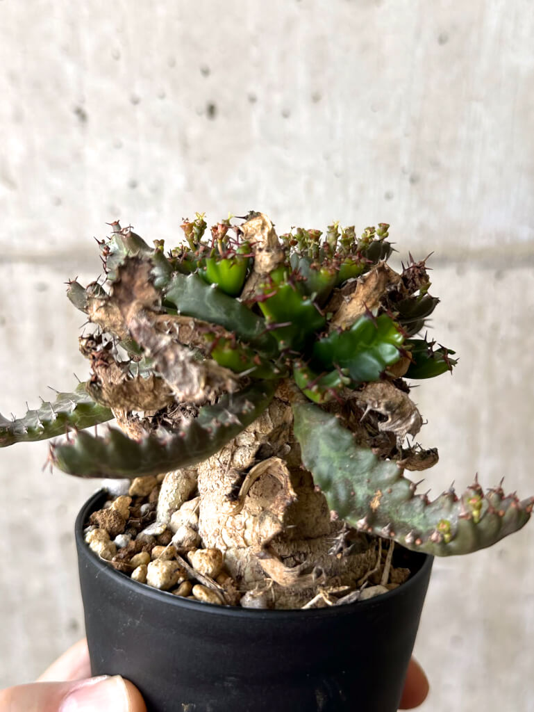【現品限り】ユーフォルビア・ステラータ 飛竜【W53】 Euphorbia stellata