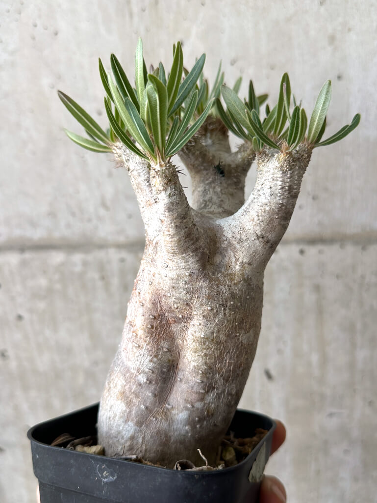 【現品限り】パキポディウム・イノピナーツム 現地株 長期管理【W57】 Pachypodium inopinatum