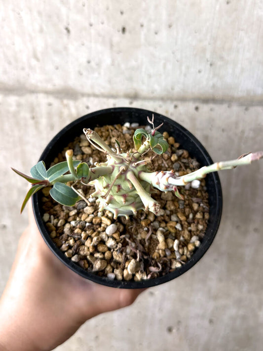 【現品限り】ユーフォルビア・ロンギツベルクローサ コレクション【W58】 Euphorbia longituberculosa