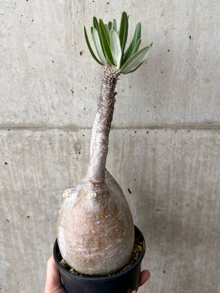 【現品限り】パキポディウム・グラキリス 現地株 発根済み 長期管理【W59】 Pachypodium gracilius