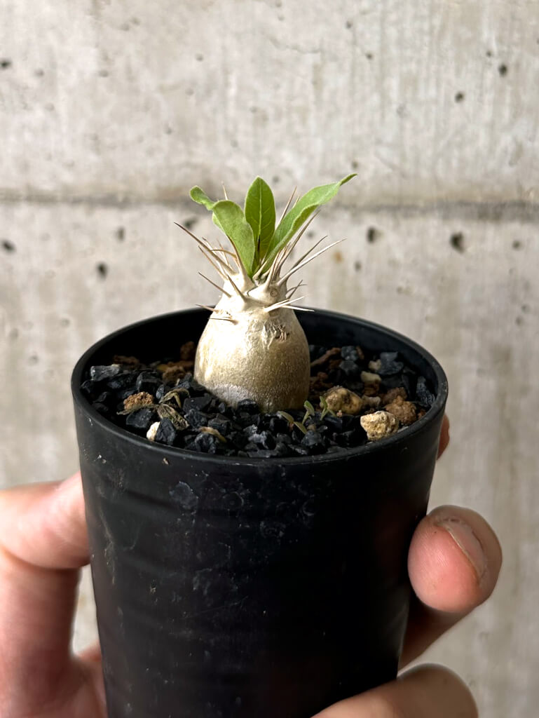 【現品限り】パキポディウム・レアリー【W5】 Pachypodium lealii