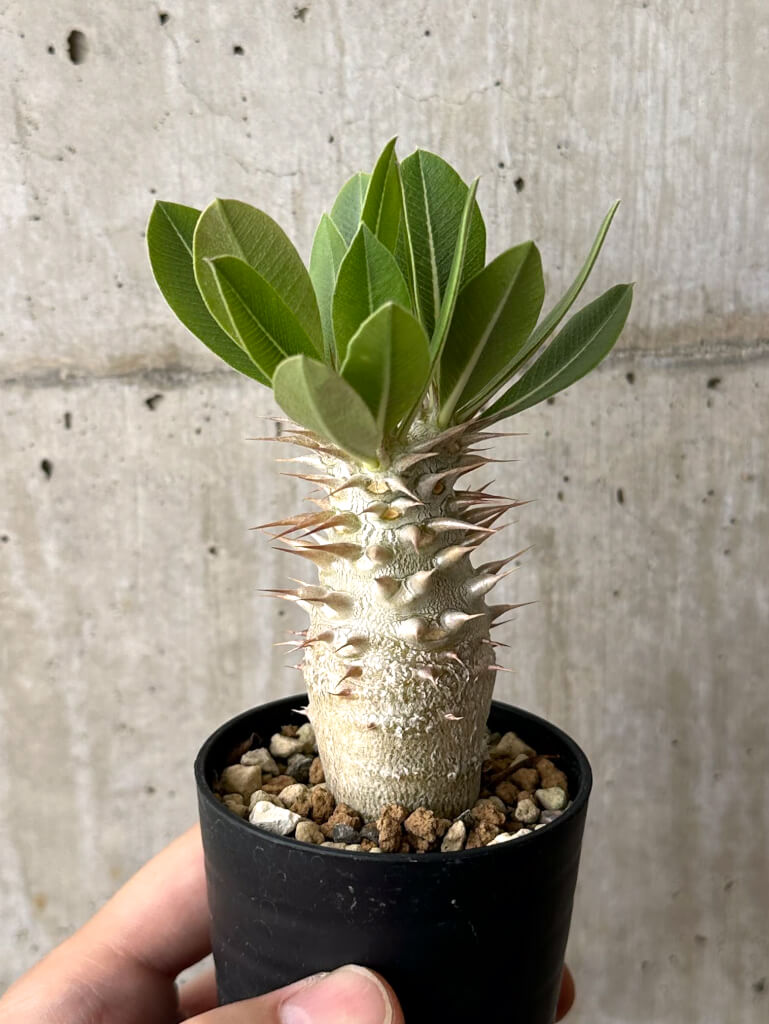 【現品限り】パキポディウム・デンシフローラム【W6】 Pachypodium densiflorum