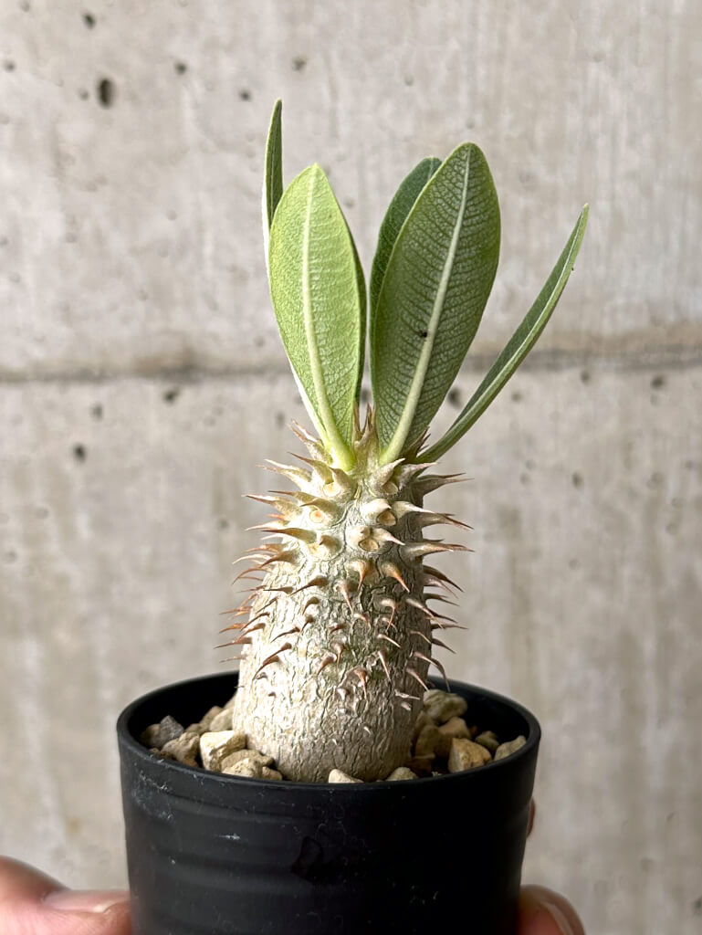 【現品限り】パキポディウム・デンシフローラム【W8】 Pachypodium densiflorum