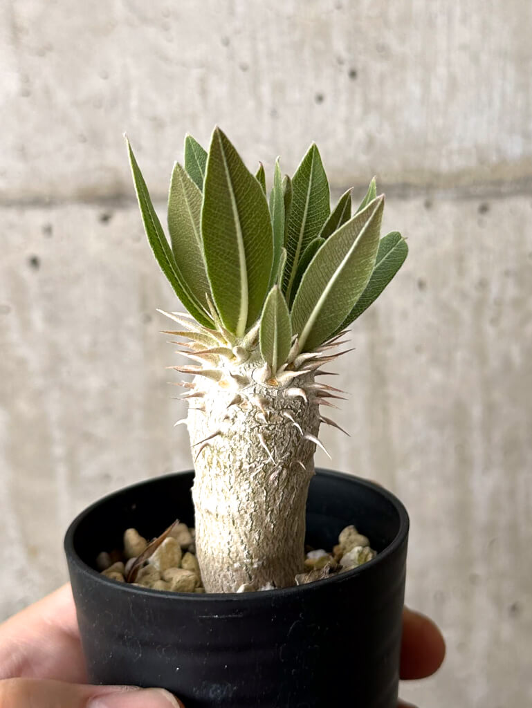 【現品限り】パキポディウム・デンシフローラム【W9】 Pachypodium densiflorum