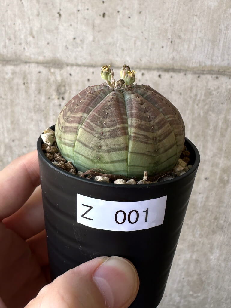 del isla ユーフォルビアオベサ pescado obesa-ユーフォルビア・オベサ Euphorbia - 塊根植物・コーデックス