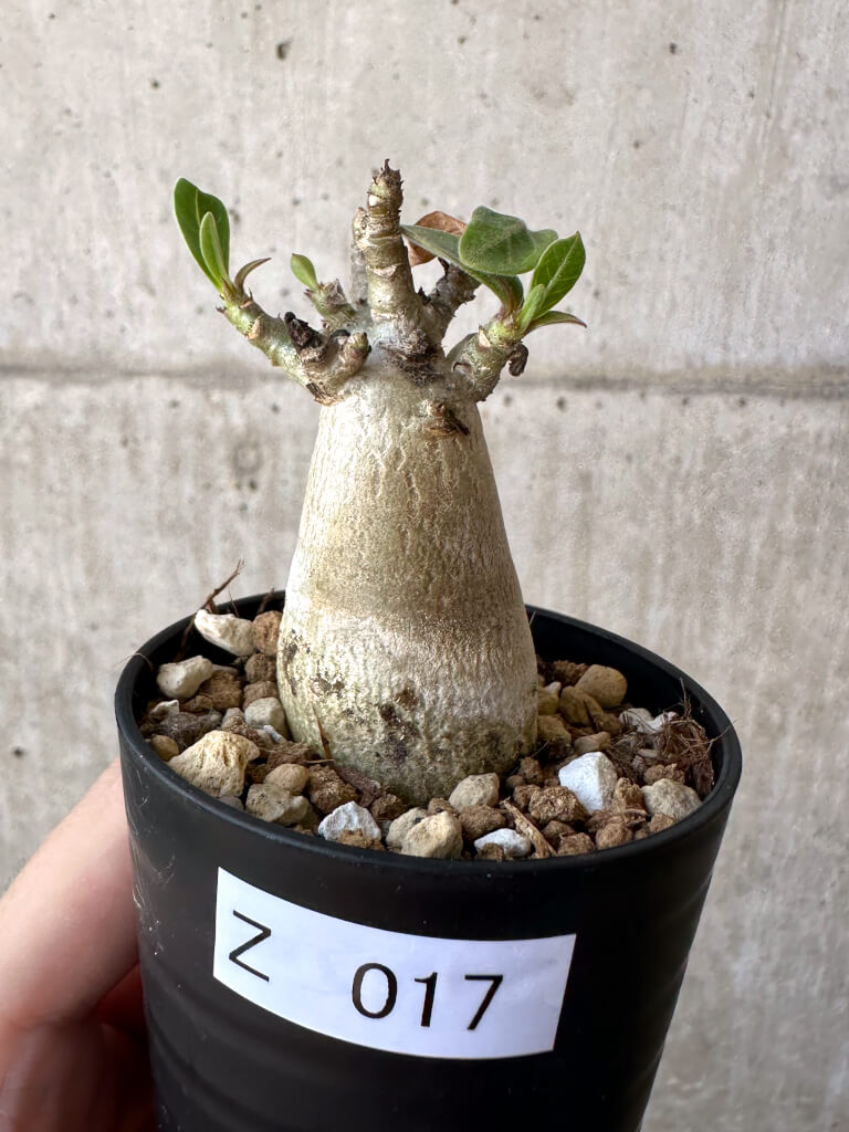 現品限り】アデニウム・アラビカム【Z17】 Adenium arabicum 塊根植物