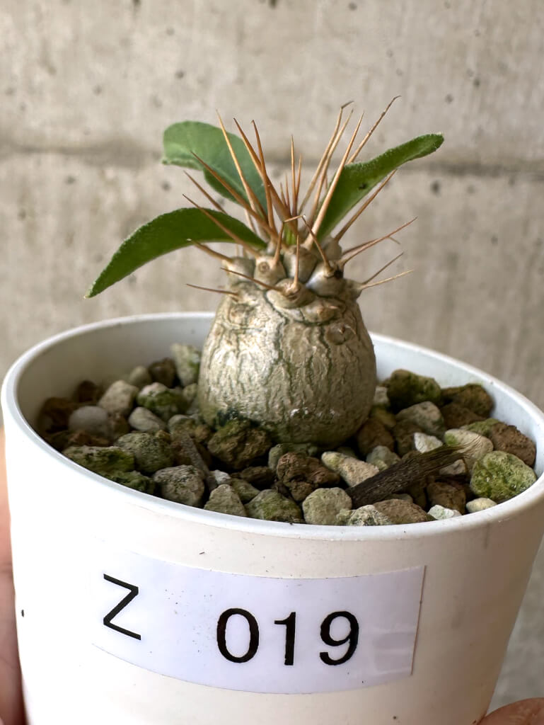 現品限り】パキポディウム・ナマクアナム 光堂【Z19】 Pachypodium