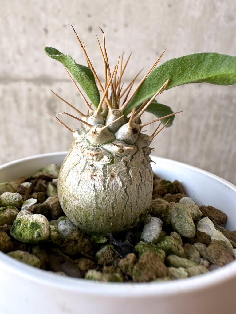 【現品限り】パキポディウム・ナマクアナム 光堂【Z19】 Pachypodium namaquanum