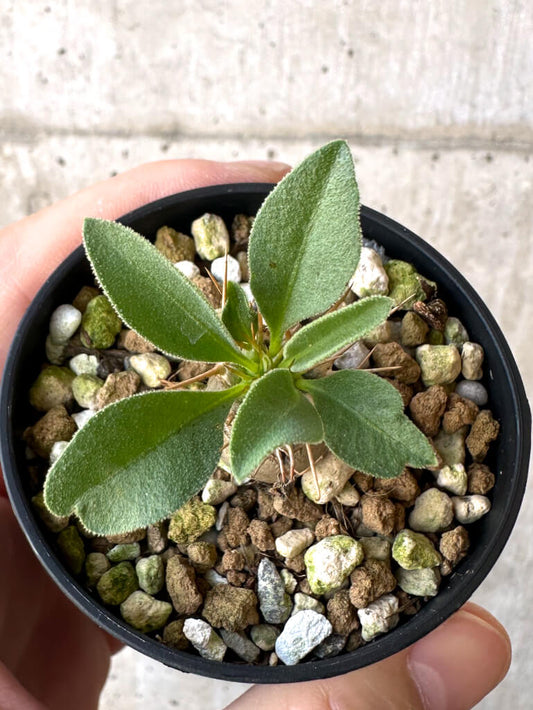【現品限り】パキポディウム・ナマクアナム 光堂【Z20】 Pachypodium namaquanum