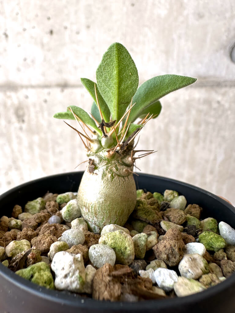 【現品限り】パキポディウム・ナマクアナム 光堂【Z20】 Pachypodium namaquanum
