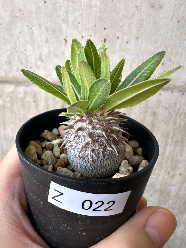 現品限り】パキポディウム・恵比寿大黒 デンシカウレ【Z22