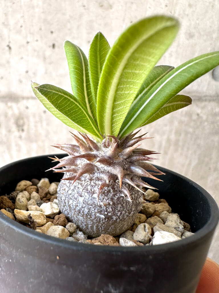 【現品限り】パキポディウム・恵比寿大黒 デンシカウレ【Z24】 Pachypodium Densicaule