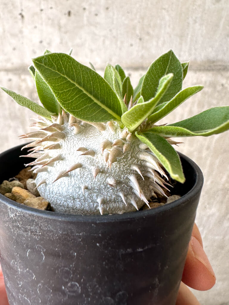 【現品限り】パキポディウム・恵比寿大黒 デンシカウレ【Z25】 Pachypodium Densicaule