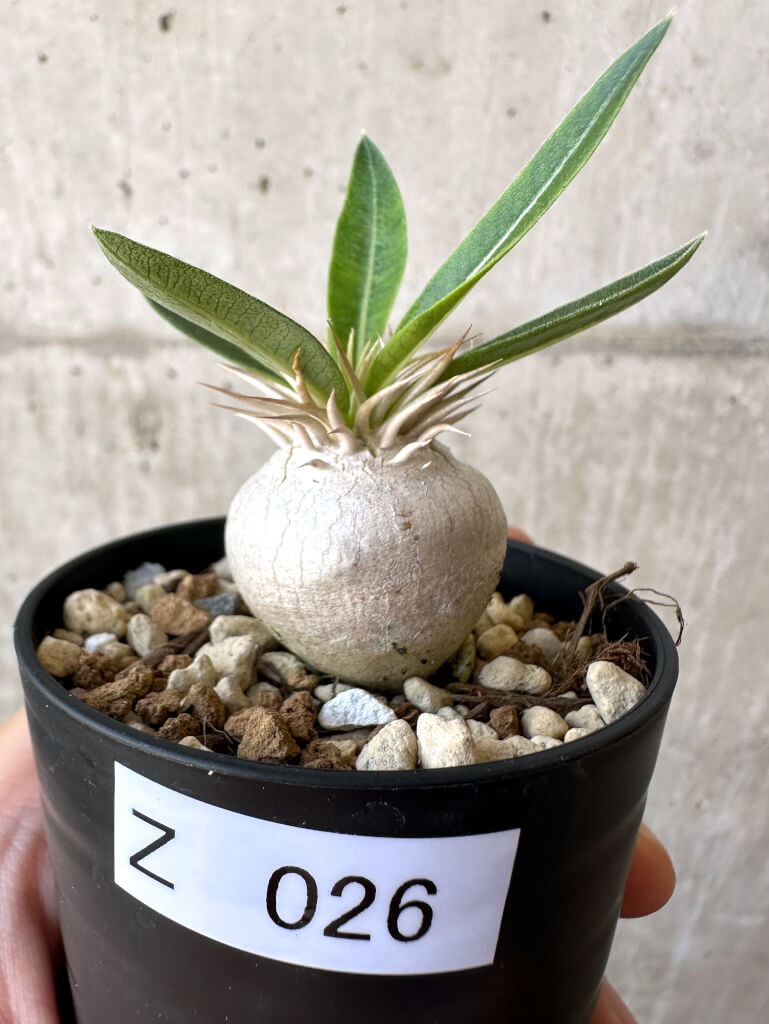 現品限り】パキポディウム・エニグマチカム【Z26】 Pachypodium