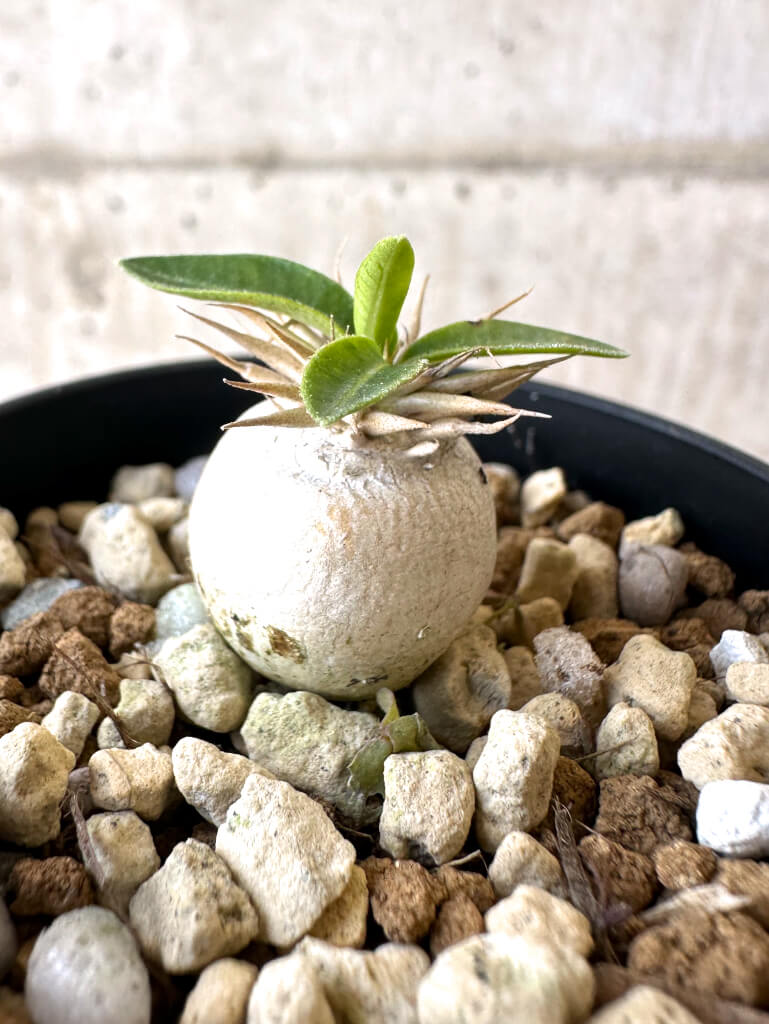 【現品限り】パキポディウム・エニグマチカム【Z27】 Pachypodium enigmaticum