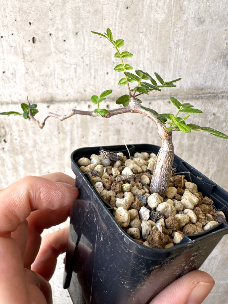 【現品限り】コミフォラ・モンストローサ【Z36】 Commiphora monstruosa
