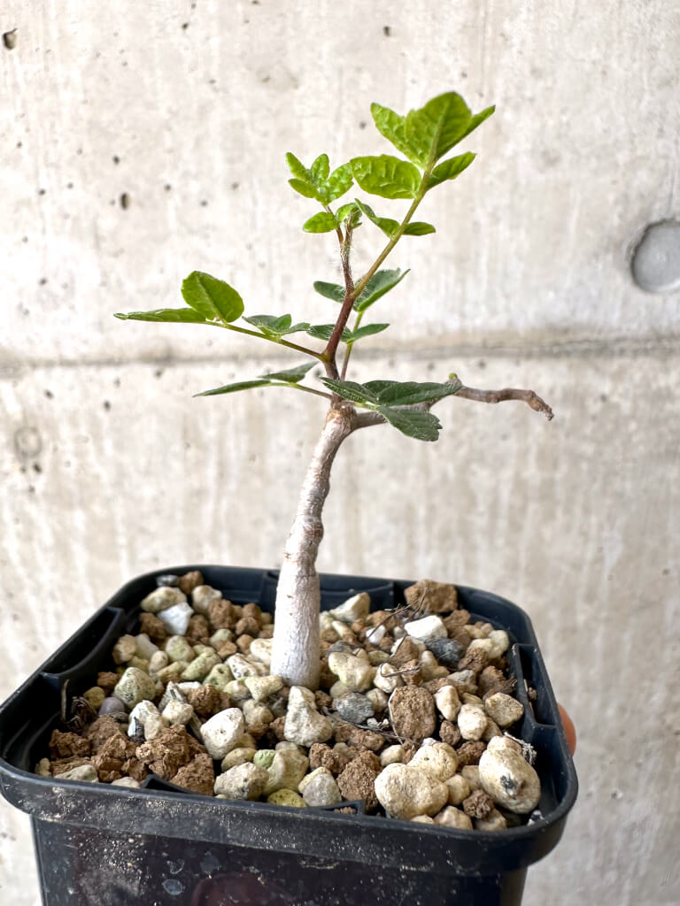 【現品限り】コミフォラ・モンストローサ【Z37】 Commiphora monstruosa