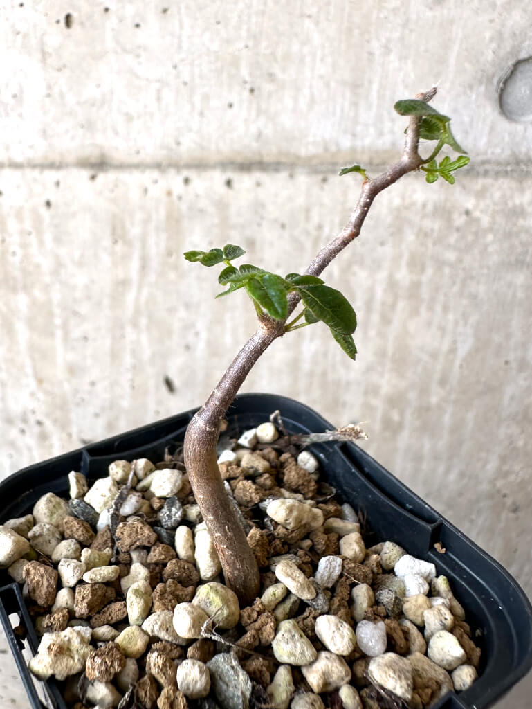 【現品限り】コミフォラ・モンストローサ【Z39】 Commiphora monstruosa