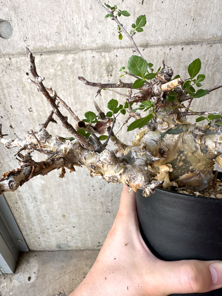 【現品限り】コミフォラ・カタフ ターカネンシス 現地株 長期管理【Z42】 Commiphora kataf turkanensis