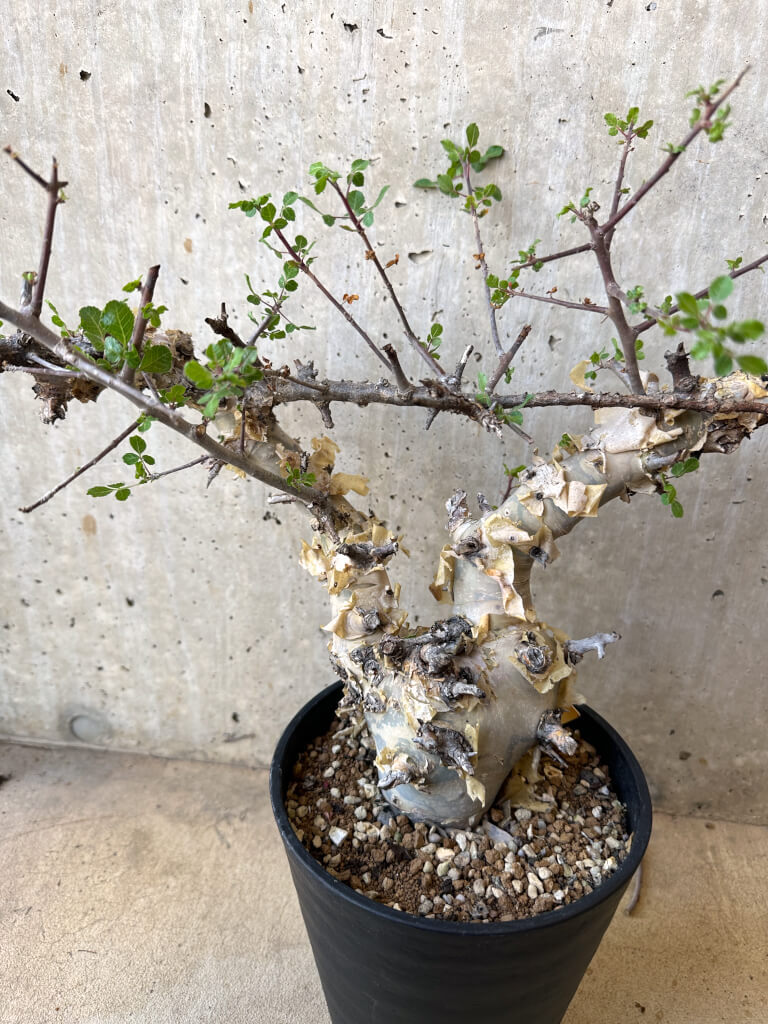 【現品限り】コミフォラ・カタフ ターカネンシス 現地株 長期管理【Z43】 Commiphora kataf turkanensis