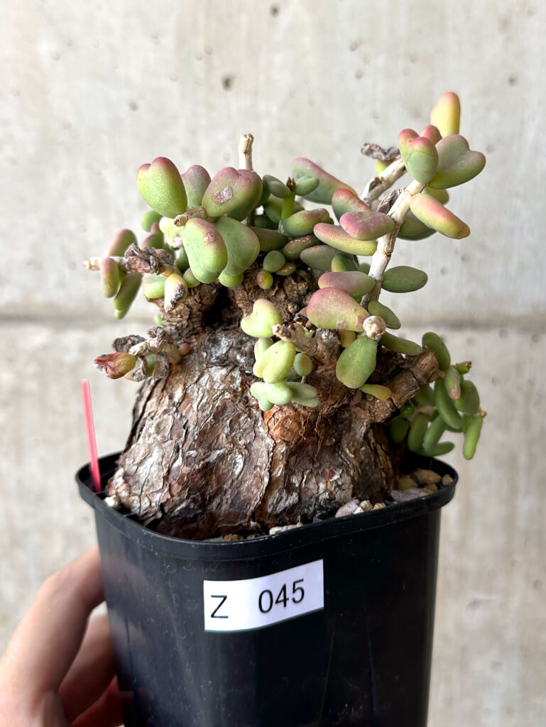 現品限り】ケラリア・ピグマエア 現地株 大株【Z45】 Ceraria pygmaea