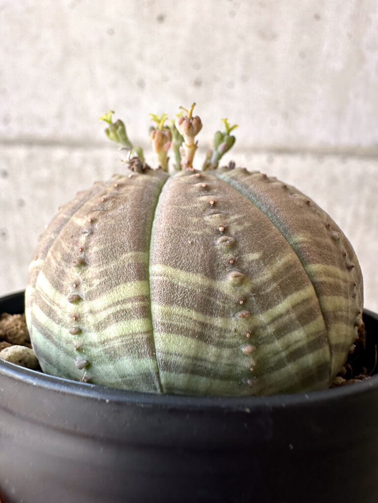 【現品限り】ユーフォルビア・オベサ【Z5】 Euphorbia obesa