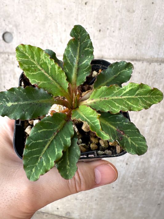 【現品限り】ユーフォルビア・フィッシュボーン(スパンリンギー)【Z7】 Euphorbia fishbone