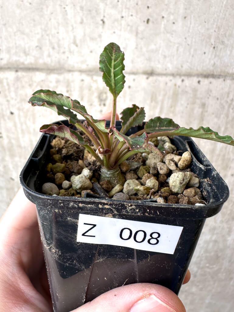 フィッシュボーン　スパルリンギー　ユーフォルビア Euphorbia spannringii【ユーフォルビア・スパンリンギー(フィッシュ