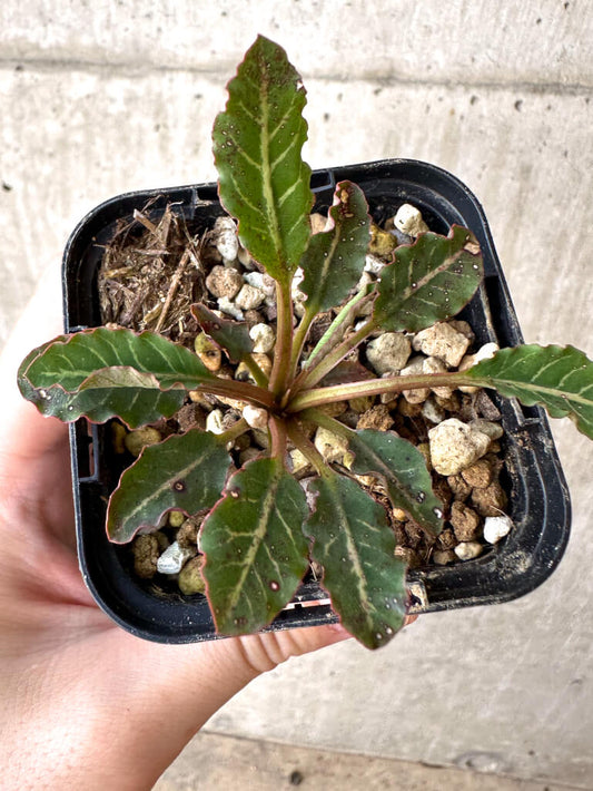 【現品限り】ユーフォルビア・フィッシュボーン(スパンリンギー)【Z8】 Euphorbia fishbone