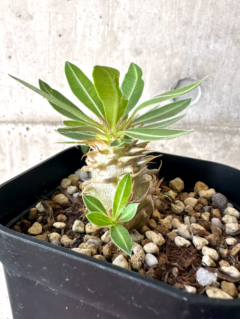 【現品限り】パキポディウム・マカイエンセ【AA25】 Pachypodium makayense
