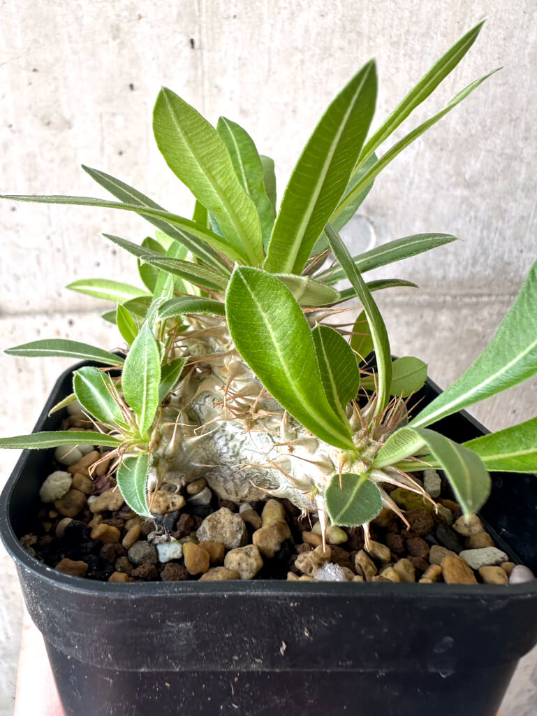 【現品限り】パキポディウム・マカイエンセ【AA26】 Pachypodium makayense