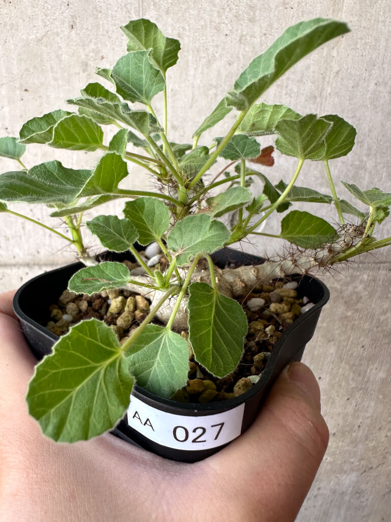 現品限り】ヤトロファ・マルギナータ【AA27】 Jatropha marginata 塊根