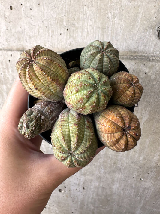 【現品限り】ユーフォルビア・オベサ 多頭【AA28】 Euphorbia obesa