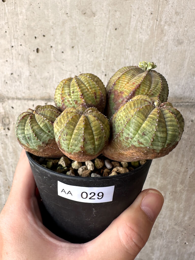 現品限り】ユーフォルビア・オベサ 多頭【AA29】 Euphorbia obesa 塊根