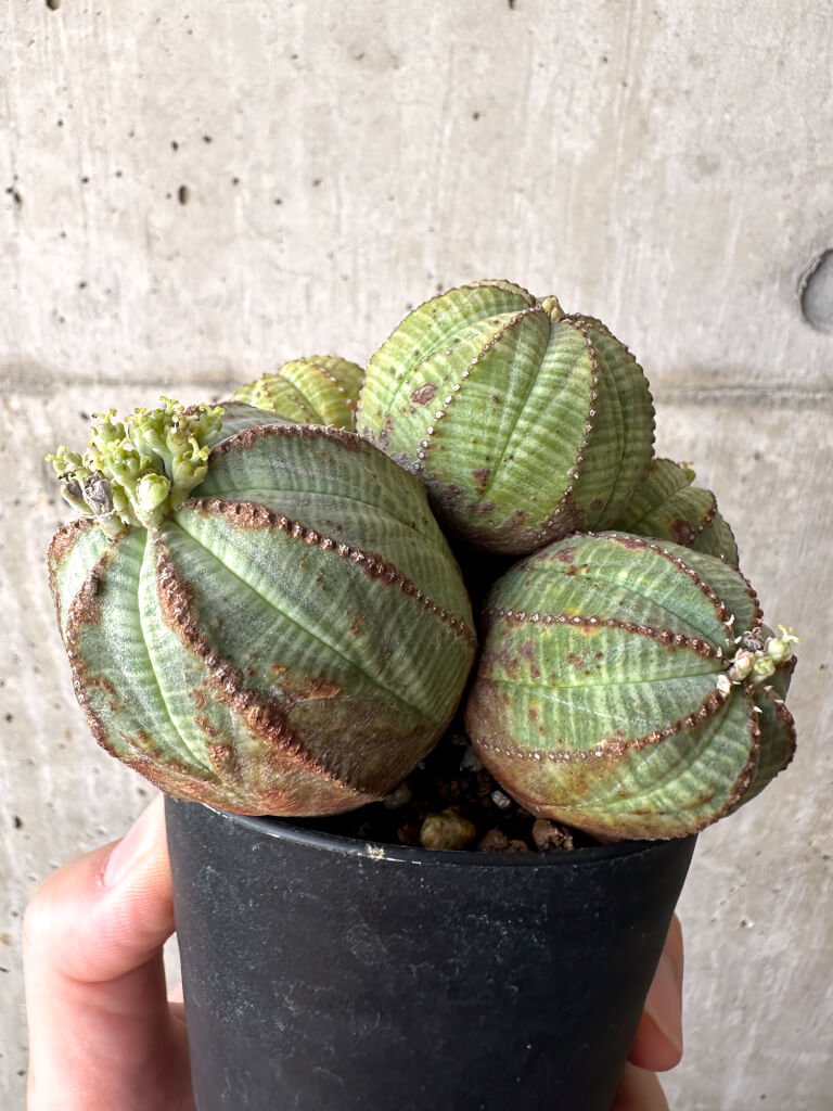 【現品限り】ユーフォルビア・オベサ 多頭【AA30】 Euphorbia obesa