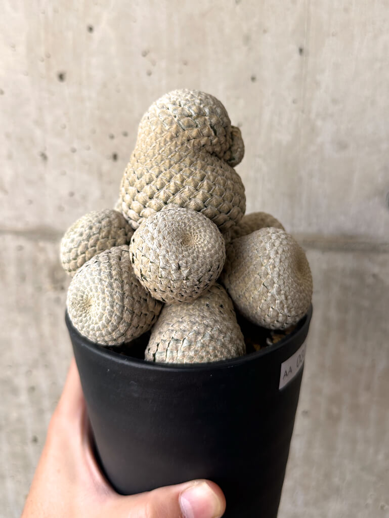 【現品限り】ユーフォルビア・フィリプシオイデス 短い台付き【AA32】 Euphorbia piscidermis