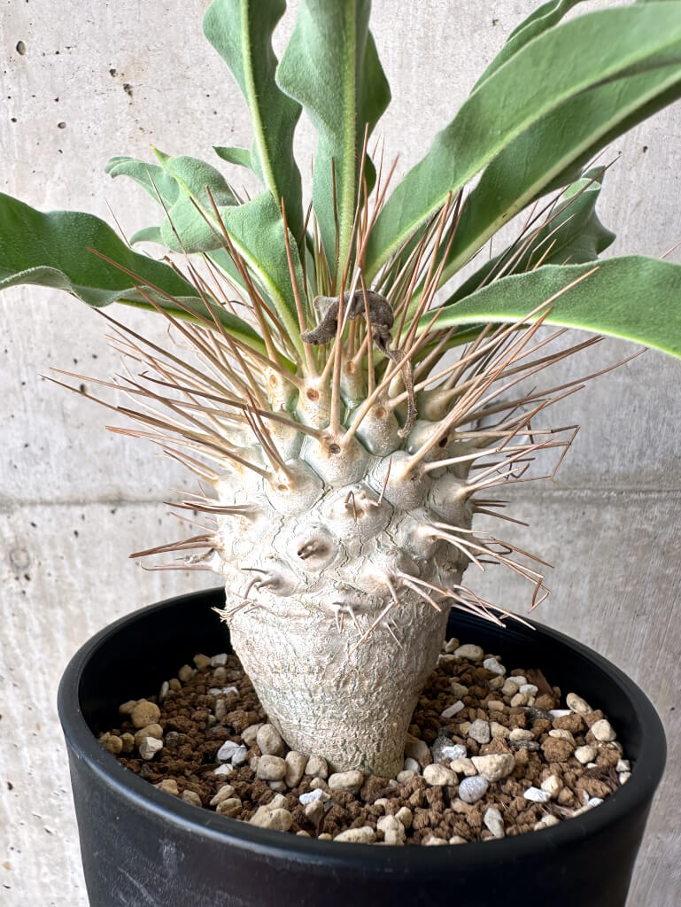 【現品限り】パキポディウム・ナマクアナム 光堂 大株【AA33】 Pachypodium namaquanum