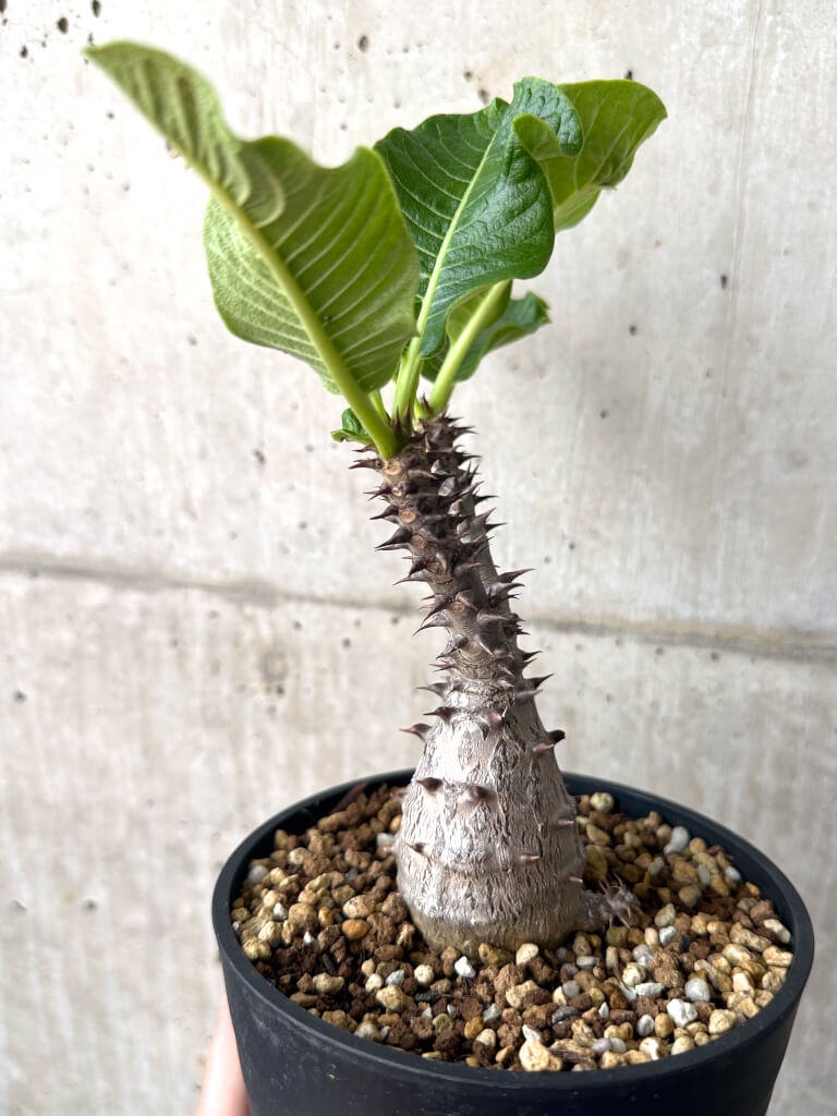 【現品限り】パキポディウム・ウィンゾリー 実生 大株【AA34】 Pachypodium windsorii