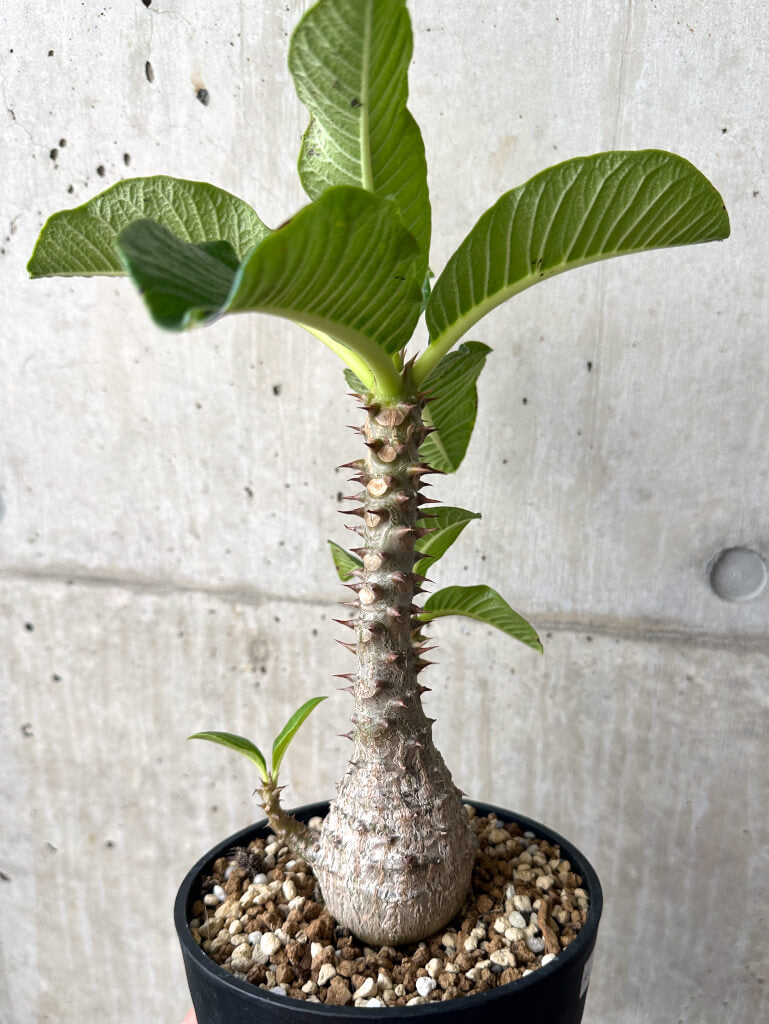 【現品限り】パキポディウム・ウィンゾリー 実生 大株【AA35】 Pachypodium windsorii