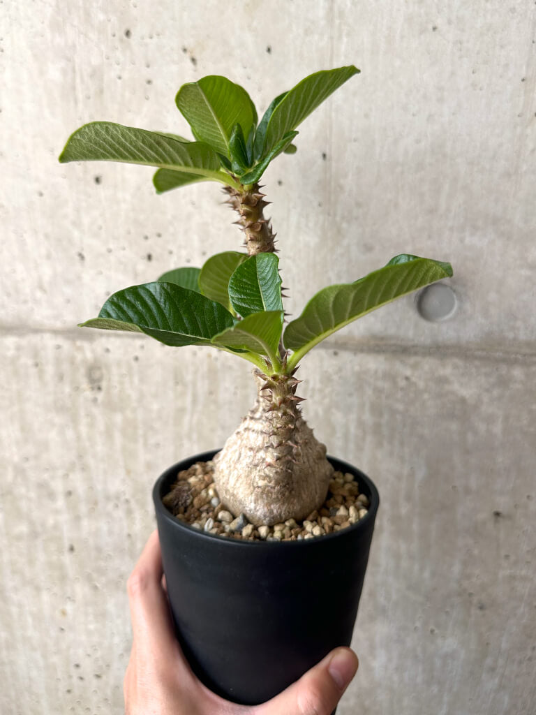 【現品限り】パキポディウム・ウィンゾリー 実生 大株コレクション【AA36】 Pachypodium windsorii