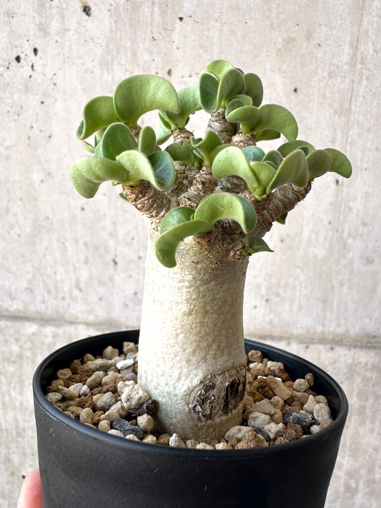 【現品限り】アデニウム・DHA 葉巻【AA3】 Adenium DHA